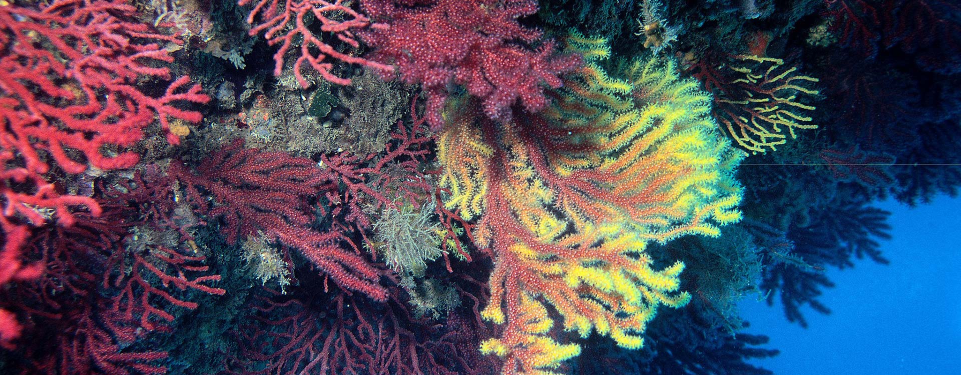 Flora marina en la Cueva de la Luz y las Columnas de Hércules (Ibiza) 